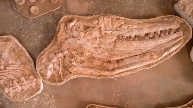 cranio-mosasauro-fossil