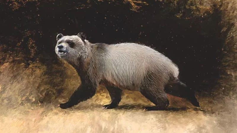 Panda gigante pode ter habitado a Europa, afirma estudo