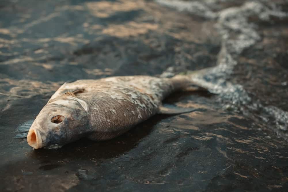 Toneladas de peixes mortos são encontrados boiando em rio na Europa