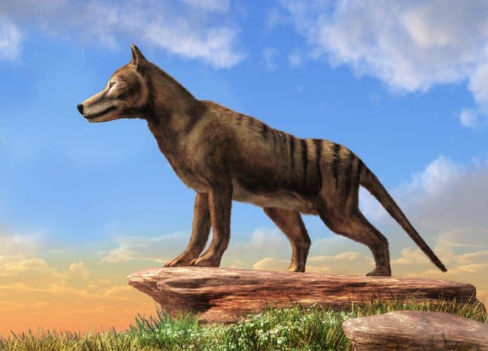 tigre-da-tasmania-animal-extinto-695x500