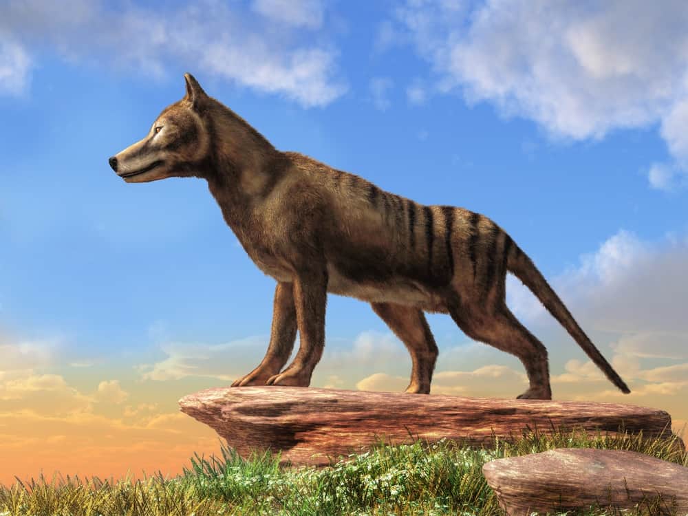 tigre-da-tasmania-animal-extinto