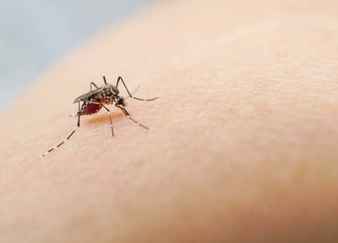 Chikungunya