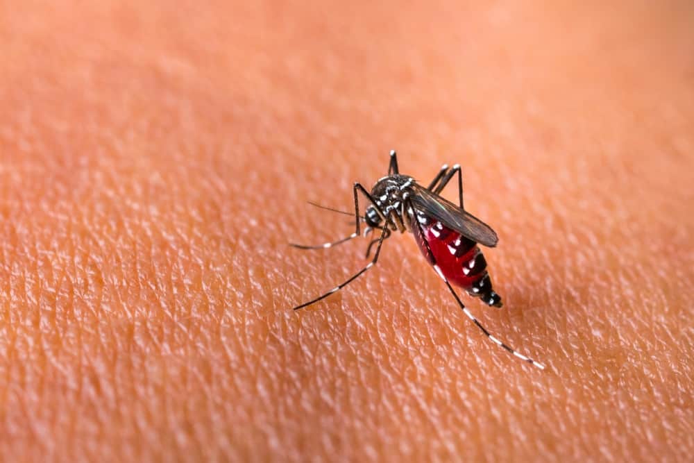 Chikungunya