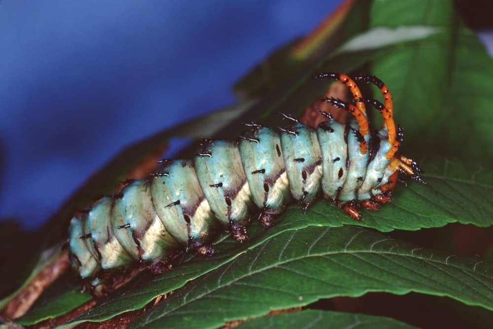 Citheronia-regalis
