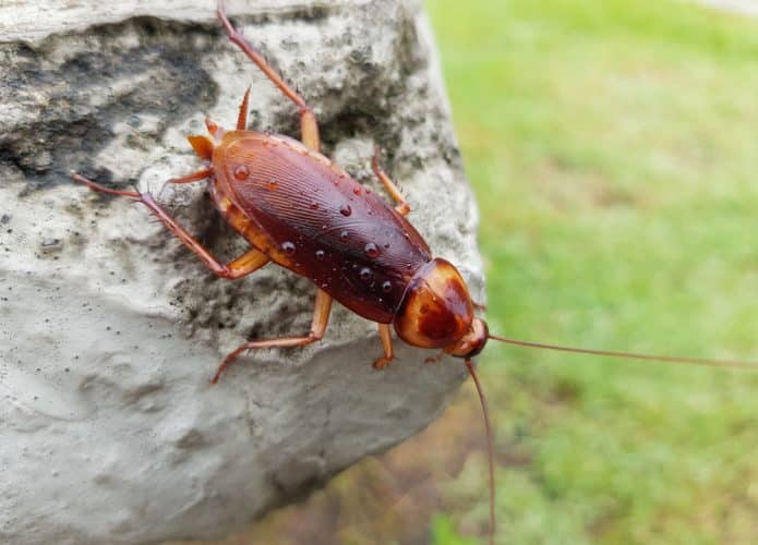 Barata Americana