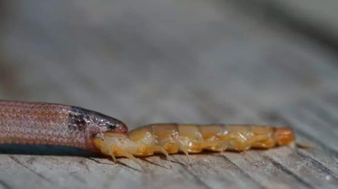 cobra-alimenta-centopeia
