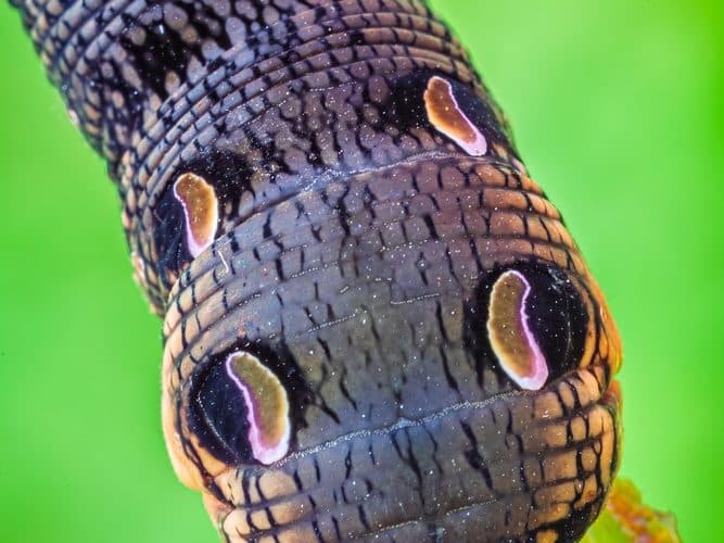criatura-lagarta-mariposa