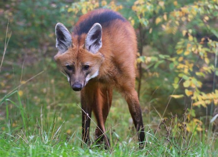 lobo-guara-america-sul-maned-wolf-695x500