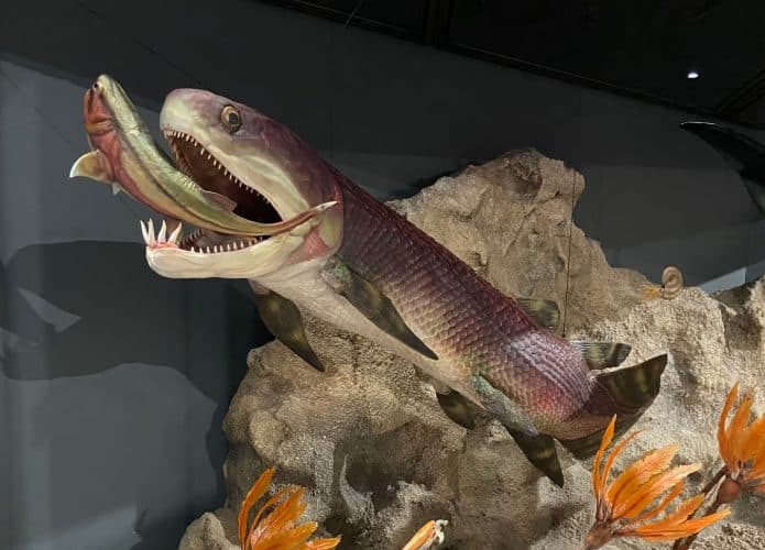 peixe-fossil-coracao-695x500