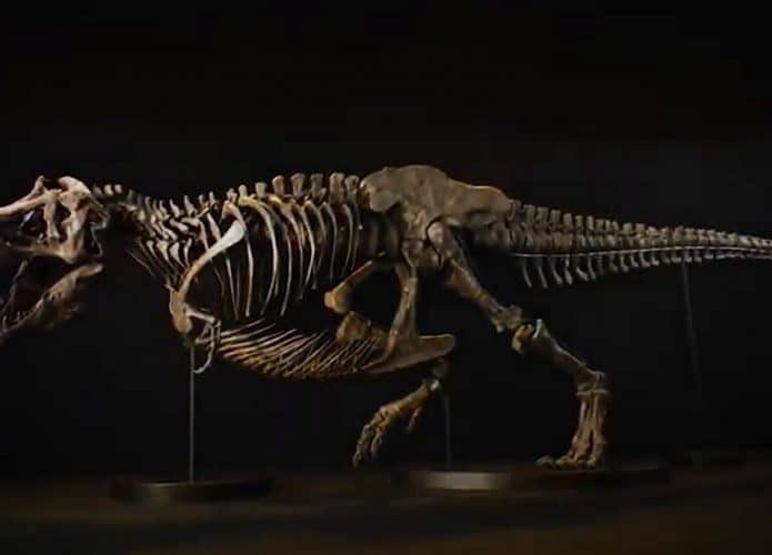 tiranossauro-rex-shen-695x500