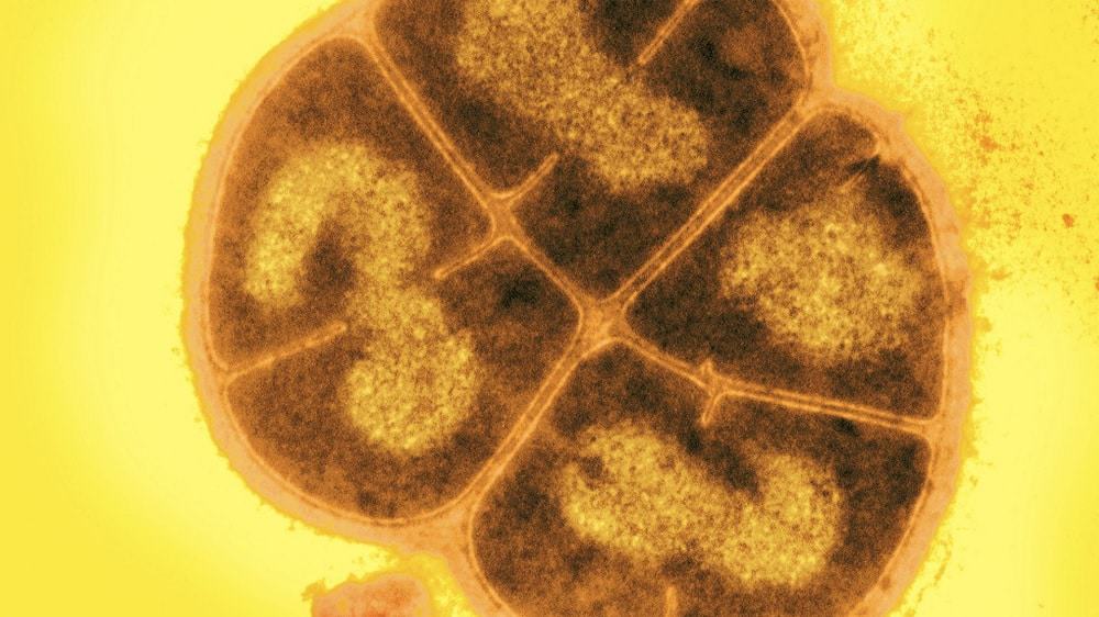 Conan-a-Bacteria