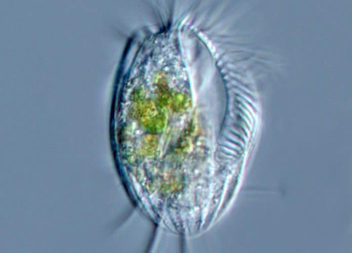 Euplotes