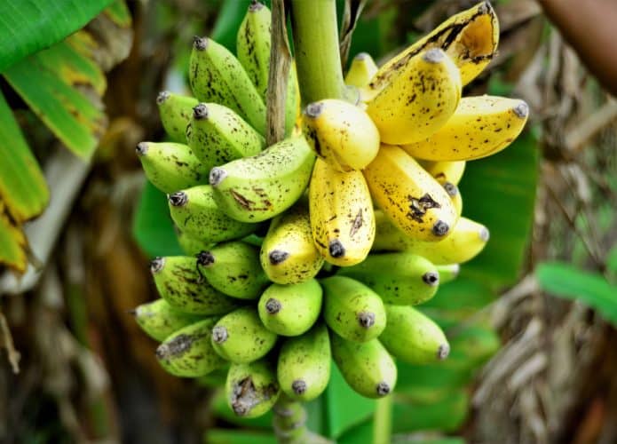 banana-musa-acuminata-695x500