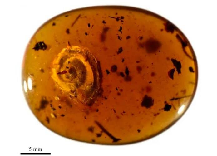caracol-pesquisa-concha