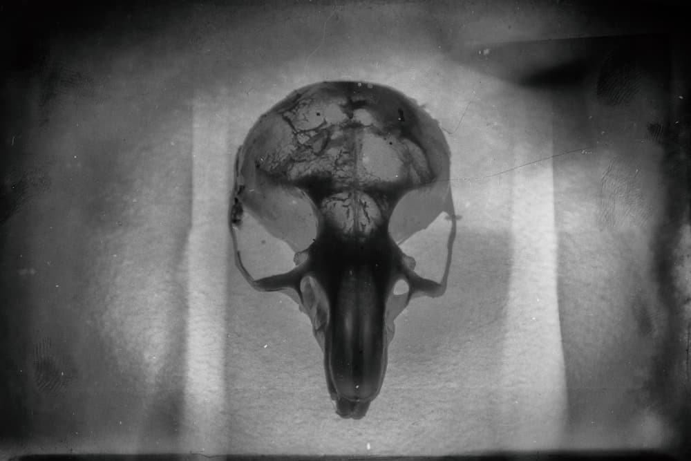 cerebro-rato