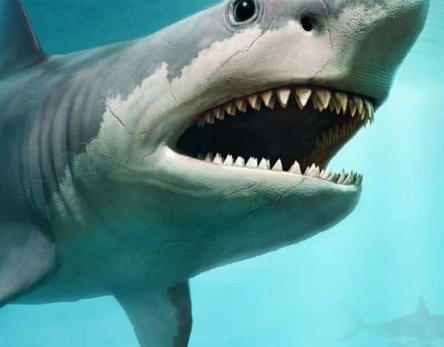 Megalodon,Scene,3d,Illustration