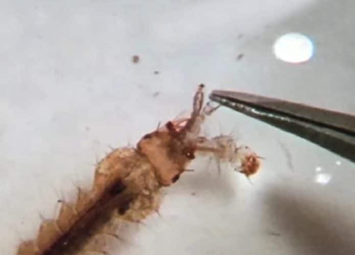 larva-mosquito-695x500