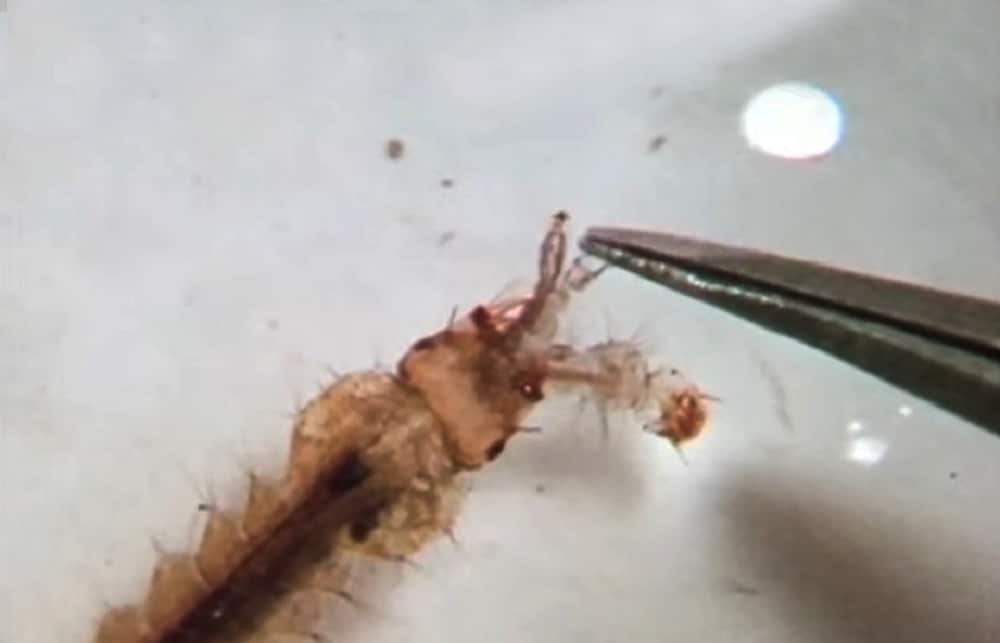 larva-mosquito