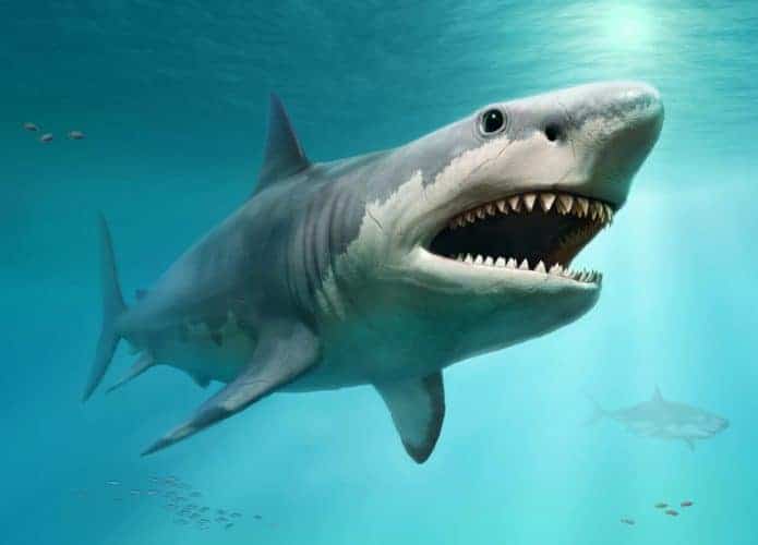 megalodonte-tubarao-gigante-extinto-695x500