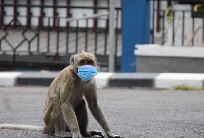 macacos vírus