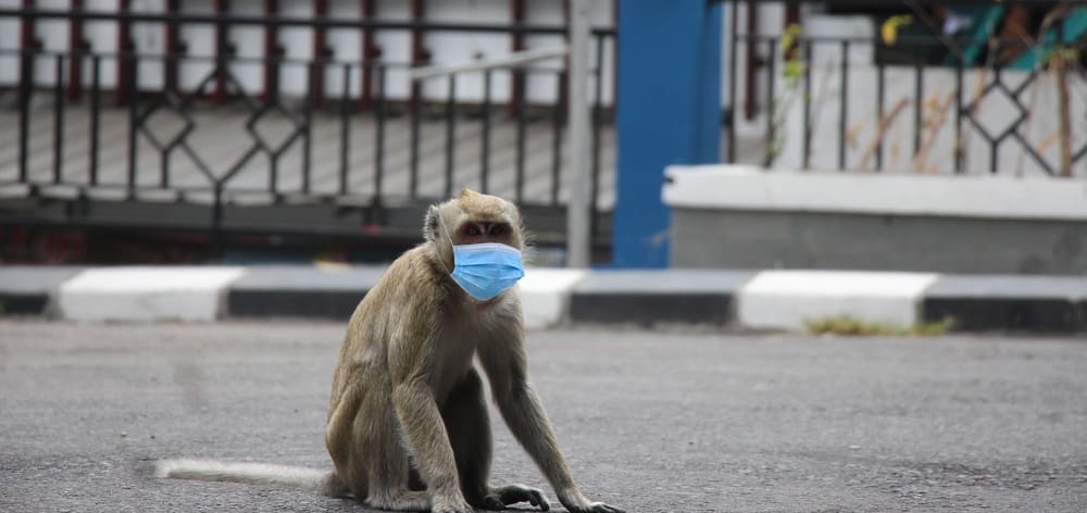 macacos vírus