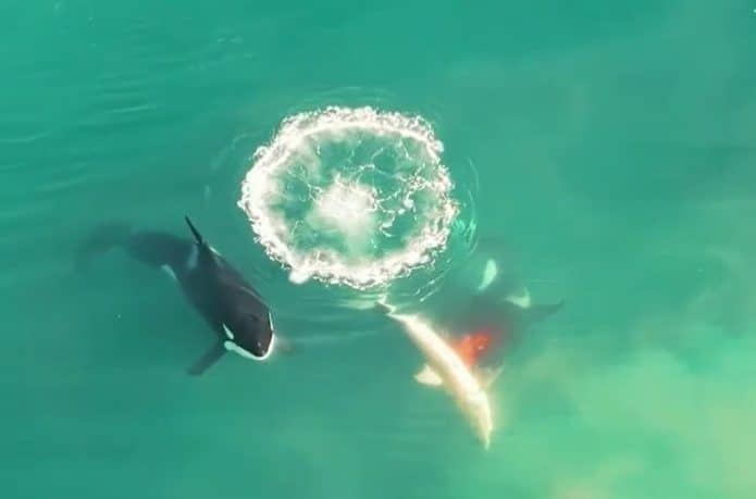 tubaroes-orcas-caca-ataque-africa-sul-695x459