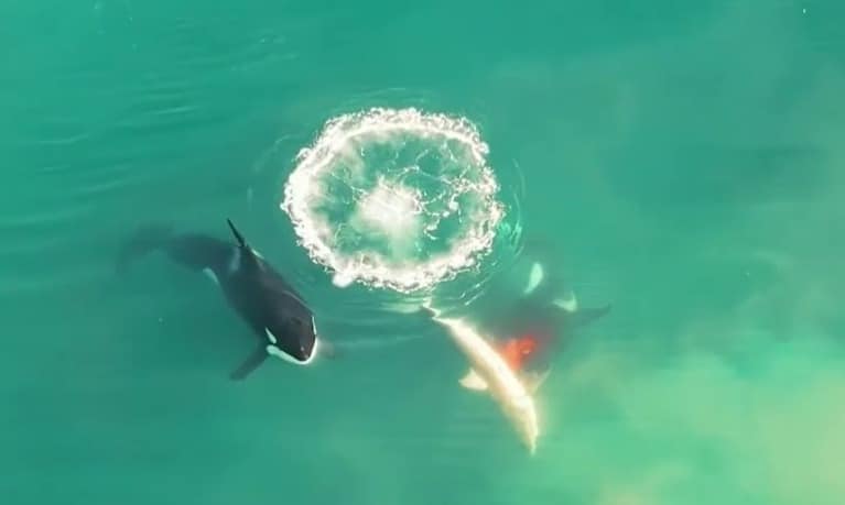 tubaroes-orcas-caca-ataque-africa-sul