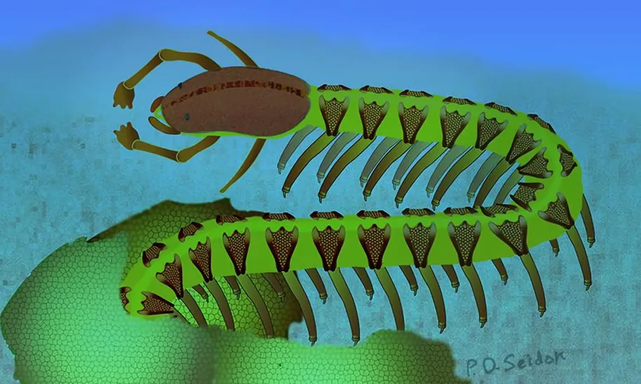 Armored-Lobopodian-Cardiodictyon-catenulum-Reconstruction.webp