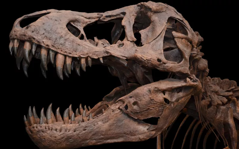 Barbara: esqueleto raro de fêmea grávida de T. Rex será exibido ao público. Imagem: Museu Memorial da Guerra de Auckland