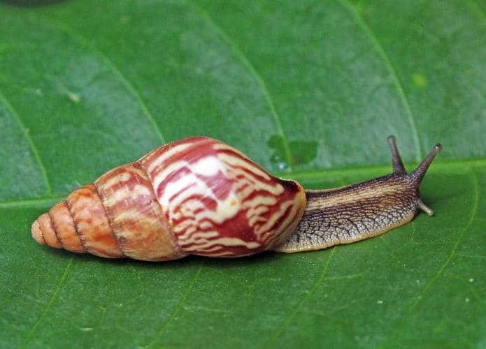 caracóis gigantes