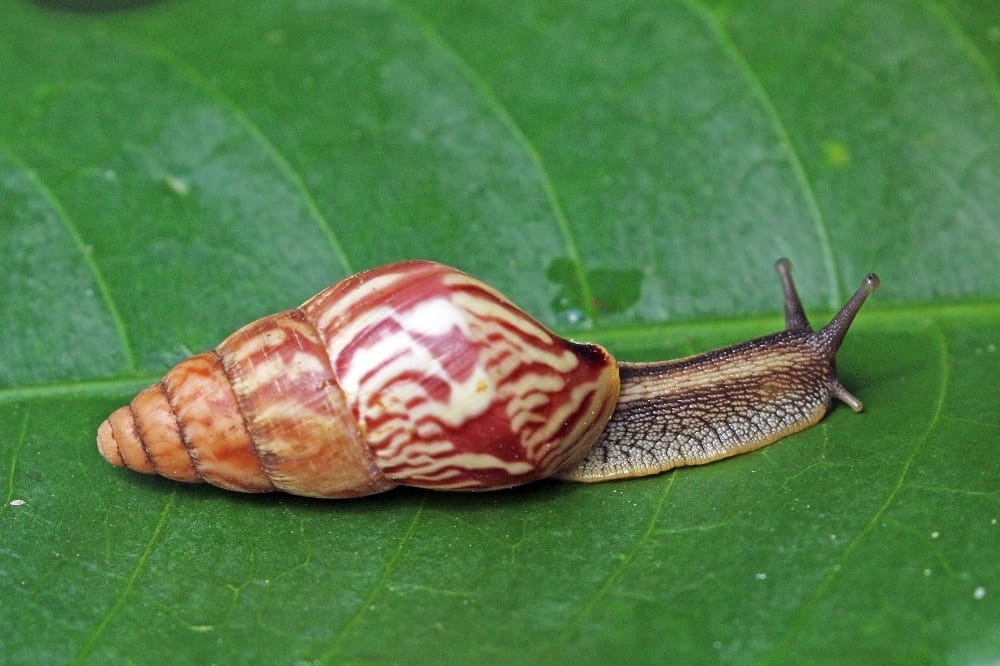 caracóis gigantes