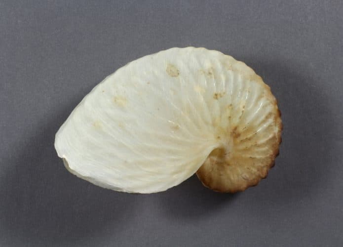 argonauta-concha-695x500