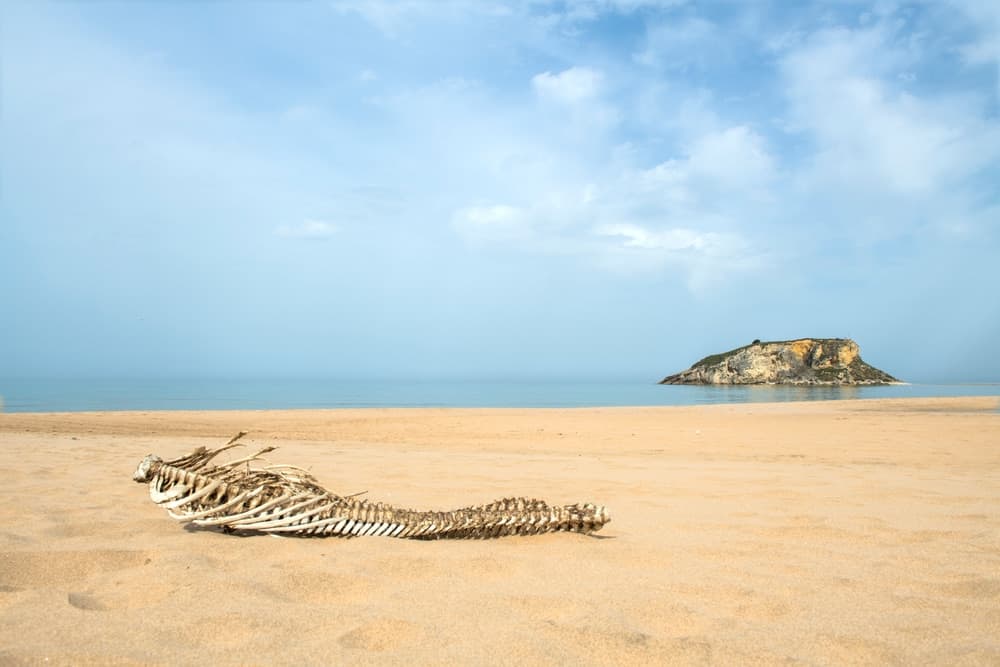 esqueleto-imagem-golfinho