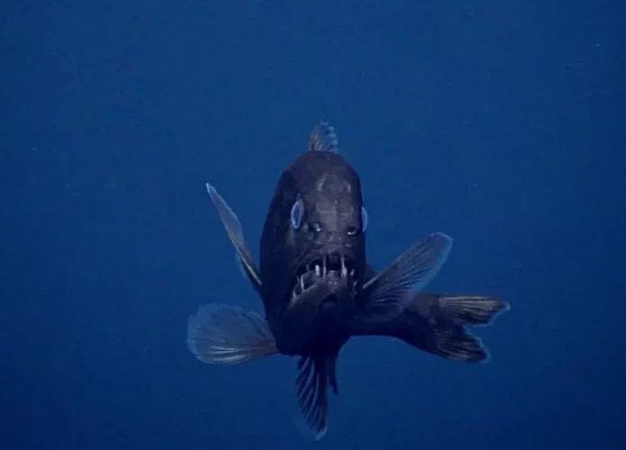 fangtooth-fish-deep-ocean-695x500.webp