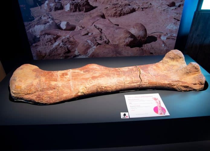 femur-osso-pesquisa