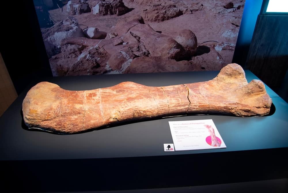 femur-osso-pesquisa