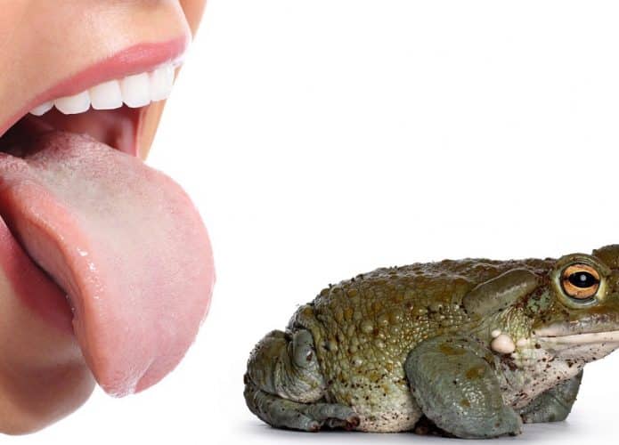 lamber-sapo-lingua-695x500