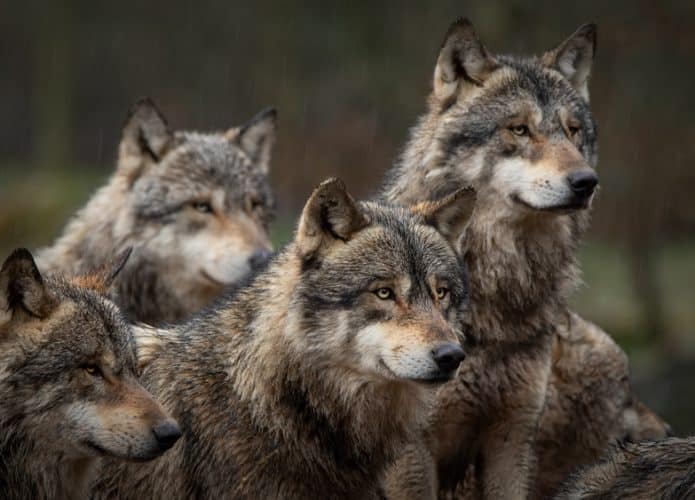 lobos-imagem-matilha
