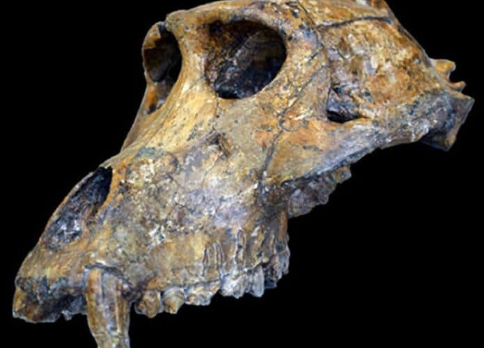 monkey-skull-fossil-teeth-1600-480x400-1-695x500