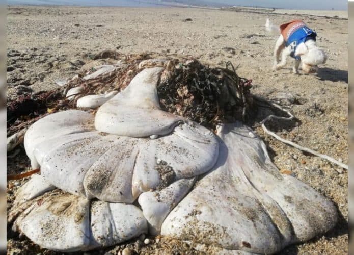 saco de carne branca na praia de Marazion, na Cornualha, Inglaterra