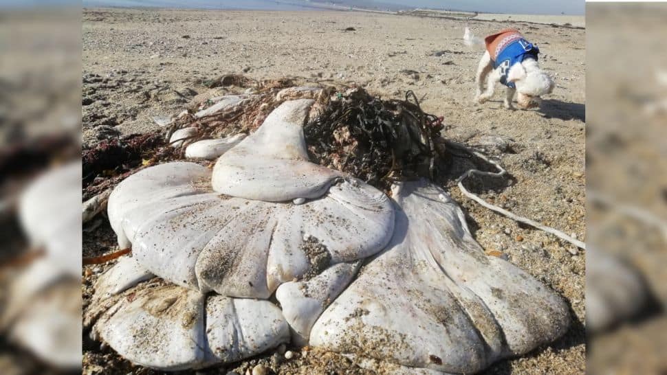 saco de carne branca na praia de Marazion, na Cornualha, Inglaterra