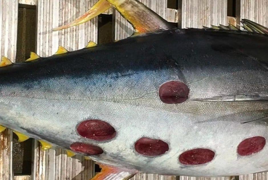 tubarao-peixe-mordidas