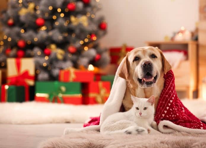 Natal e animais