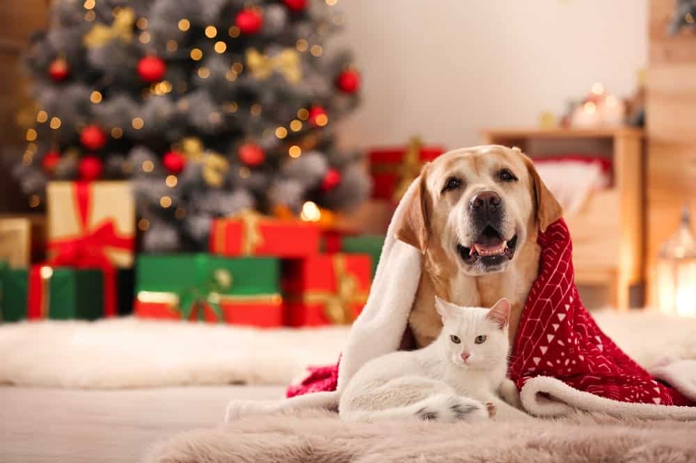 Natal e animais