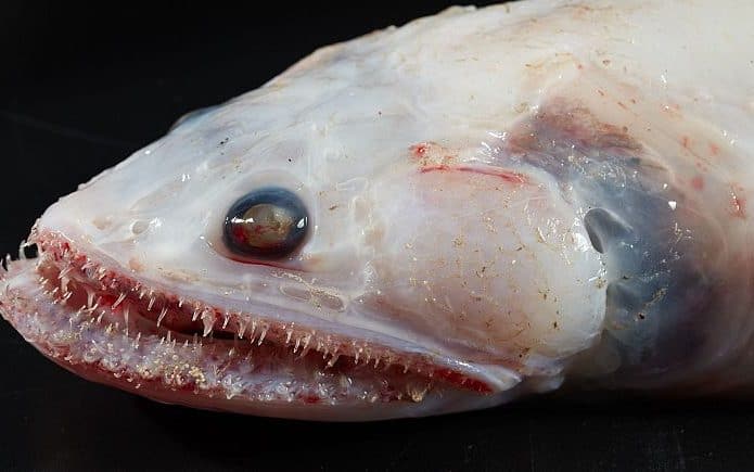 Peixe lagarto de barbatana alta