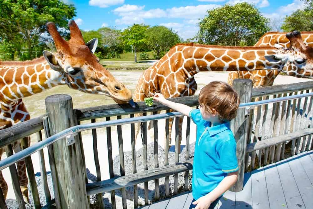 Zoológico