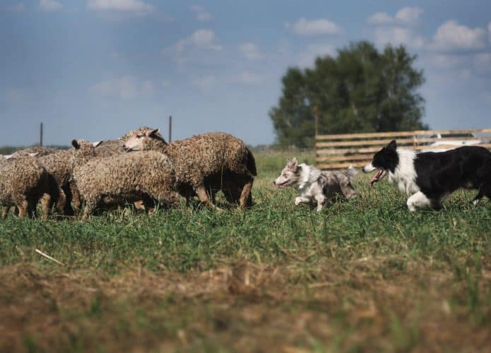 Cão de pastoreio tem comportamento diferenciado