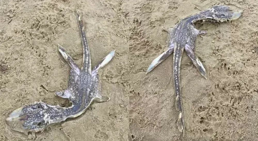 criatura-marinha-foi-encontrada-em-uma-praia-na-inglaterra.webp