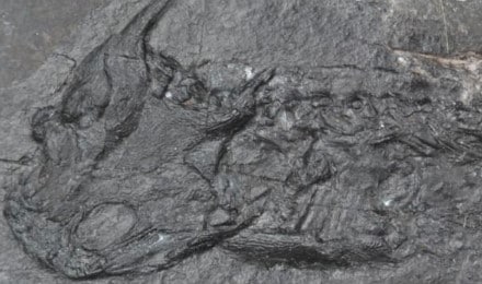 fossil-anfibio-crosta