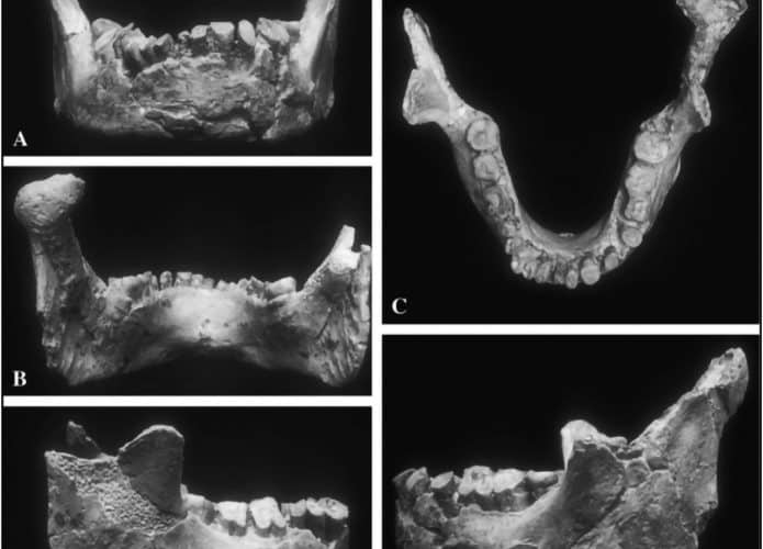 mandibula-ser-humano